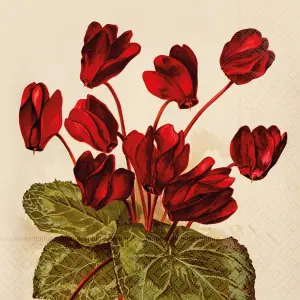 Servett - Cyklamen - 33 x 33 cm - www.frokenfraken.se