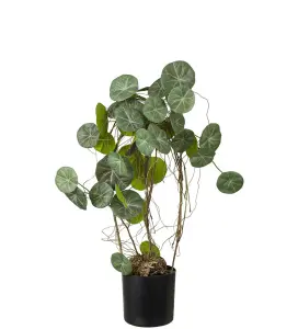 Stephania - Grön - 55 cm - www.frokenfraken.se
