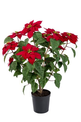 Julstjärna - Röd - 70 cm - www.frokenfraken.se