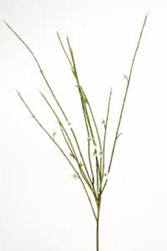 Ginst - Vit - 58 cm - www.frokenfraken.se