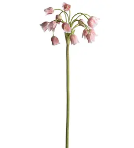 Allium - Rosa - 65 cm - www.frokenfraken.se