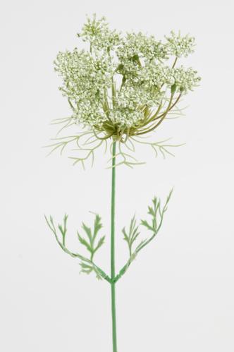 Trachelium - Vit - 45 cm - www.frokenfraken.se