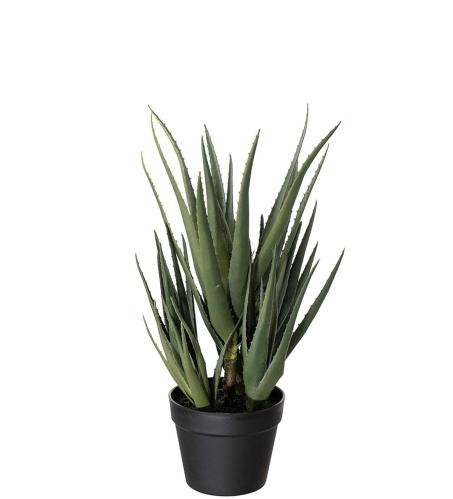 Aloe - Grön - 58 cm - www.frokenfraken.se