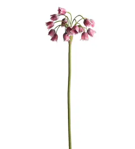 Allium - Rosa - 65 cm - www.frokenfraken.se