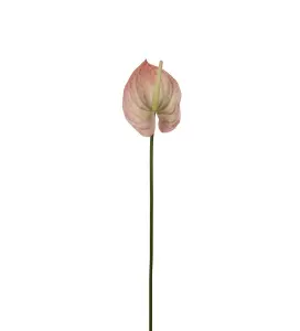 Anthurium - Persika - 65 cm - www.frokenfraken.se