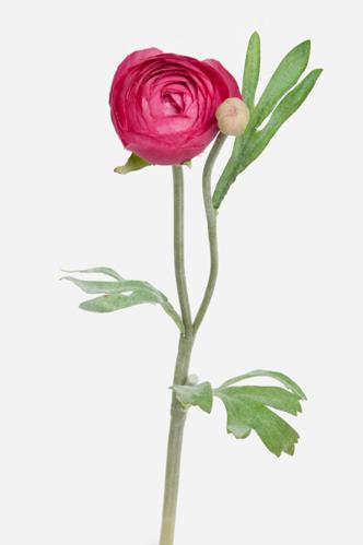 Ranuncel - Rosa - 34 cm - www.frokenfraken.se