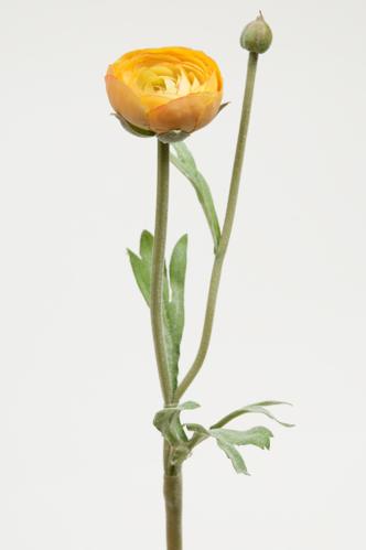 Ranuncel - Gul - 34 cm - www.frokenfraken.se