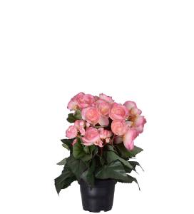 Begonia - Rosa - 28 cm - www.frokenfraken.se