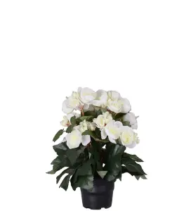 Begonia - Vit - 28 cm - www.frokenfraken.se