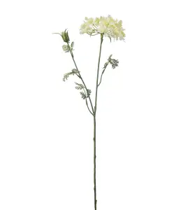 Blomsterkörvel - Gul - 73 cm - www.frokenfraken.se