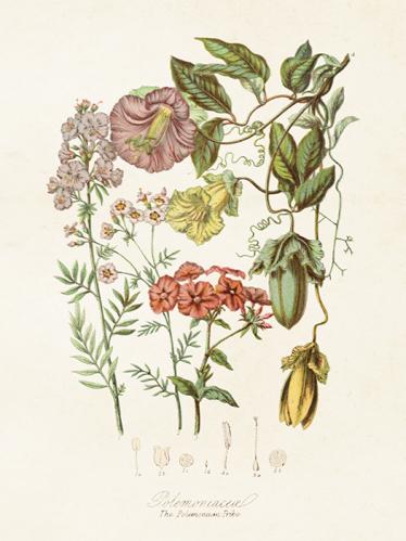 Poster - Blomsteräng - 18 x 24 cm - www.frokenfraken.se
