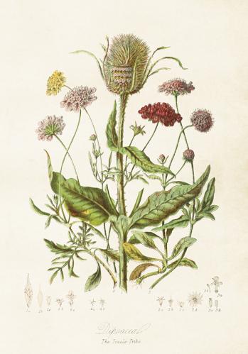 Poster - Vintage Blomsteräng - 35 x 50 cm - www.frokenfraken.se