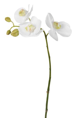 Phalaenopsis - Vit - 50 cm - www.frokenfraken.se