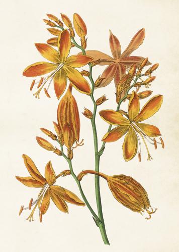 Poster - Vintage - Orange Iris - 50 x 70 cm - www.frokenfraken.se