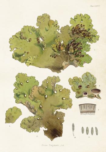 Poster - Vintage - Lav - 35 x 50 cm - www.frokenfraken.se