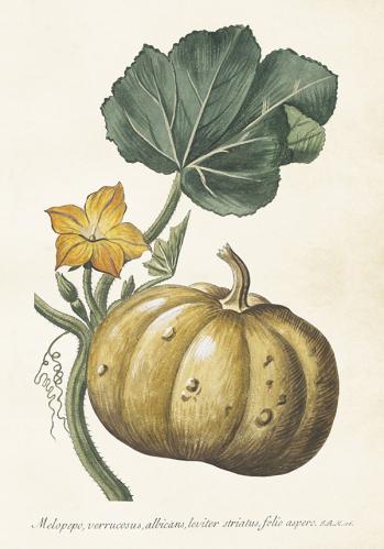 Poster - Vintage - Pumpa - 35 x 50 cm - www.frokenfraken.se