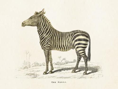 Poster - Vintage - Zebra - 18 x 24 cm - www.frokenfraken.se