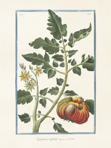 Poster - Vintage - Tomat - 18 x 24 cm - www.frokenfraken.se
