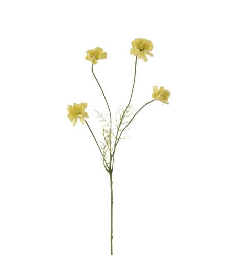Cosmos - Gul - 55 cm - www.frokenfraken.se