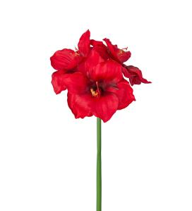 Amaryllis - Röd - 65 cm - www.frokenfraken.se