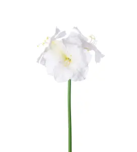 Amaryllis - Cream - 65 cm - www.frokenfraken.se