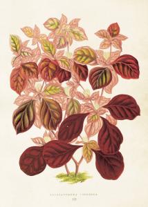 Poster - Vintage - Blad - 50 x 70 cm - www.frokenfraken.se