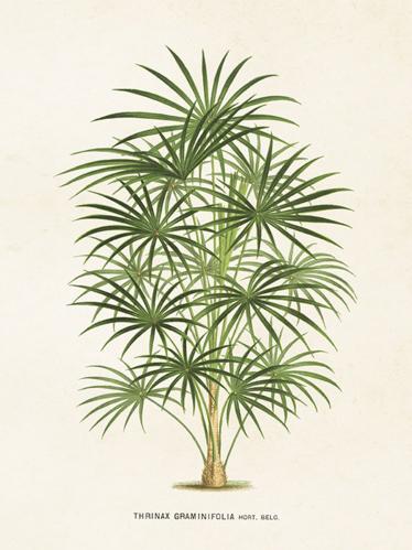 Poster - Vintage - Palm - 18 x 24 cm - www.frokenfraken.se