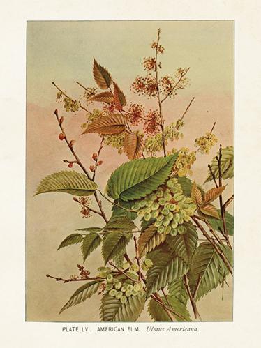 Poster - Vintage - Alm - 18 x 24 cm - www.frokenfraken.se
