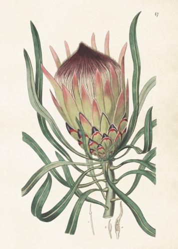 Poster - Vintage - Protea - 50 x 70 cm - www.frokenfraken.se