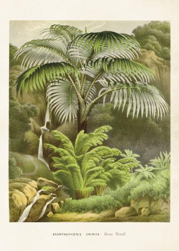 Poster - Vintage - Palm - 50 x 70 cm - www.frokenfraken.se