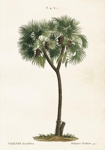 Poster - Vintage - Palm - 35 x 50 cm - www.frokenfraken.se