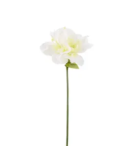 Amaryllis - Vit - 63 cm - www.frokenfraken.se