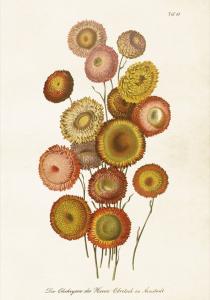 Poster - Vintage - Hedblomster - 35 x 50 cm - www.frokenfraken.se