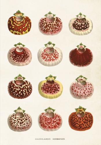 Poster - Vintage - Toffelblomma - 35 x 50 cm - www.frokenfraken.se