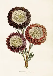 Poster - Vintage - Chrysanthemum - 35 x 50 cm - www.frokenfraken.se