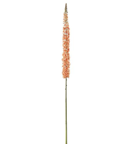 Eremurus - Orange - 190 cm - www.frokenfraken.se
