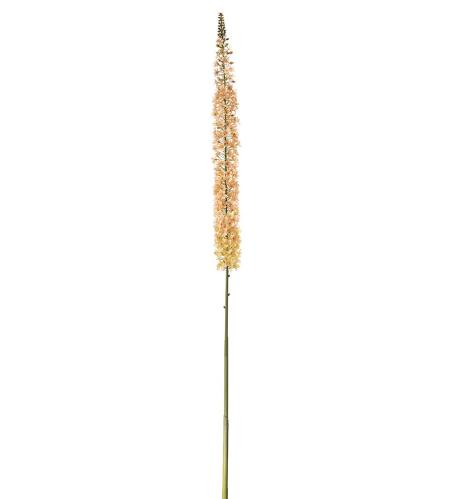 Eremurus - Persika - 190 cm - www.frokenfraken.se