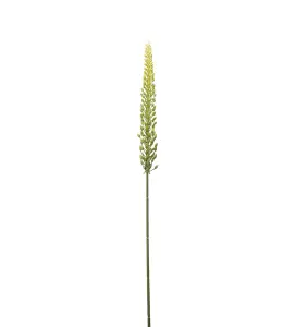 Eremurus - Grön - 75 cm - www.frokenfraken.se