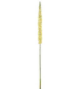 Eremurus - Gul - 190 cm - www.frokenfraken.se