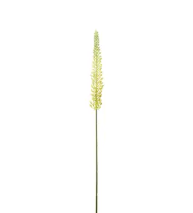 Eremurus - Gul - 75 cm - www.frokenfraken.se