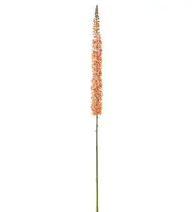 Eremurus - Orange - 190 cm - www.frokenfraken.se