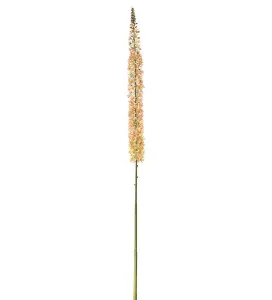 Eremurus - Persika - 190 cm - www.frokenfraken.se
