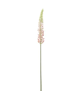 Eremurus - Rosa - 75 cm - www.frokenfraken.se
