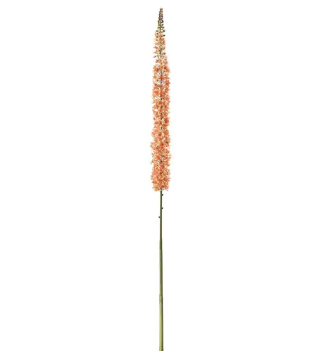 Eremurus - Orange - 190 cm - www.frokenfraken.se