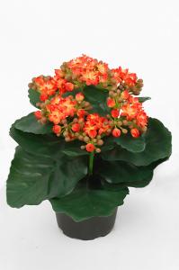 Kalanchoe - Orange - 20 cm - www.frokenfraken.se