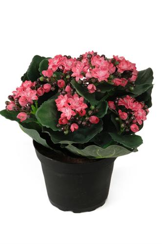 Kalanchoe - Rosa - 20 cm - www.frokenfraken.se