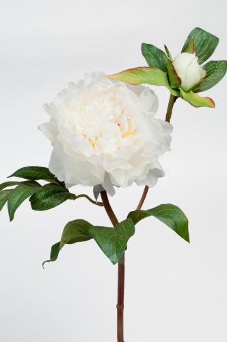 Pion - Vit - 50 cm - www.frokenfraken.se
