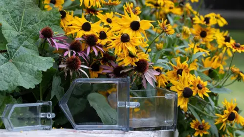 Glasskäppa - Sockerlåda - Glas liten - 2 Deciliter - www.frokenfraken.se