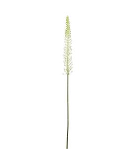 Eremurus - Vit - 75 cm - www.frokenfraken.se