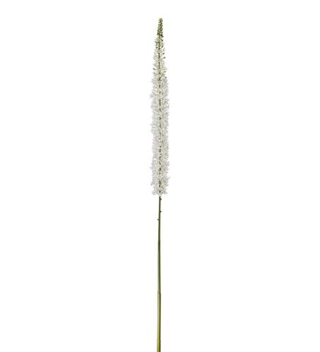 Eremurus - Vit - 190 cm - www.frokenfraken.se